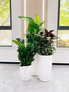 海曙盆景租赁，服务超贴心，给你别样绿植体验！><div class=